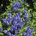 Veronica austriaca 'Royal Blue'
